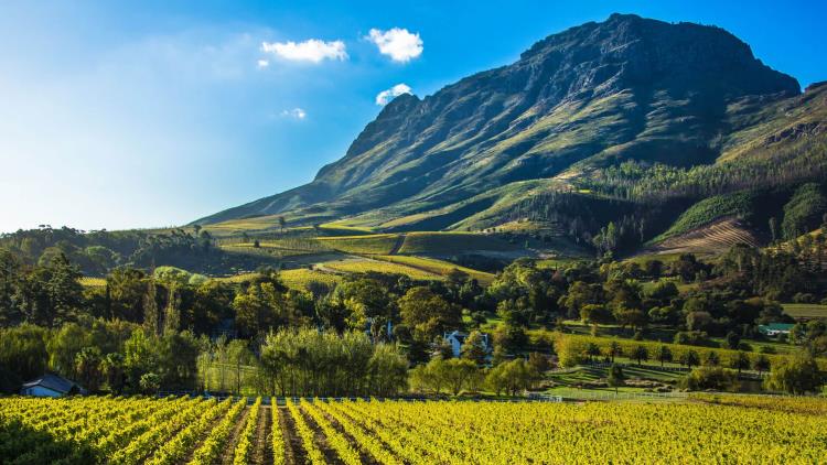 The Cape Winelands